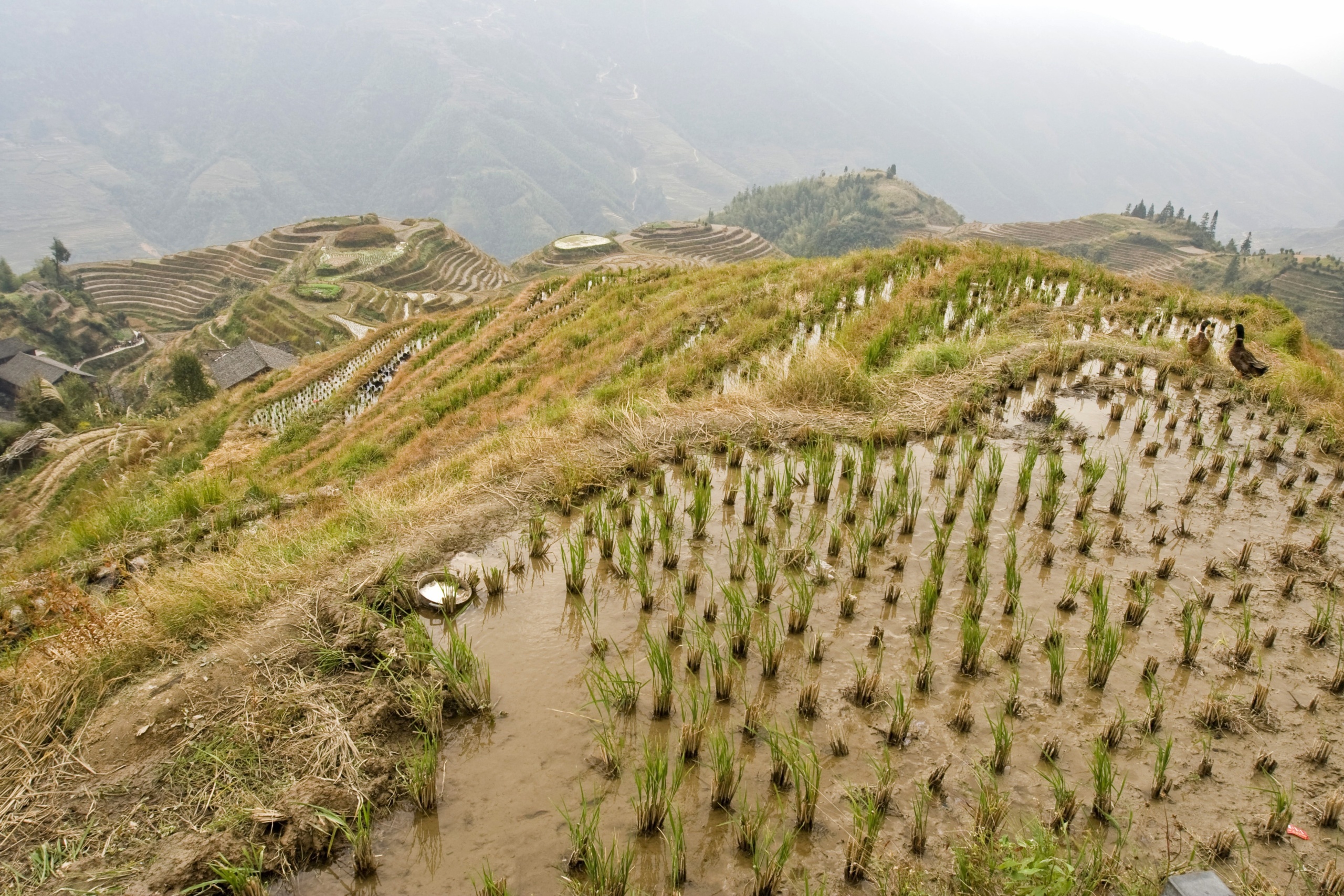 Chiny - Hepingxiang - Longji Rice Terraces