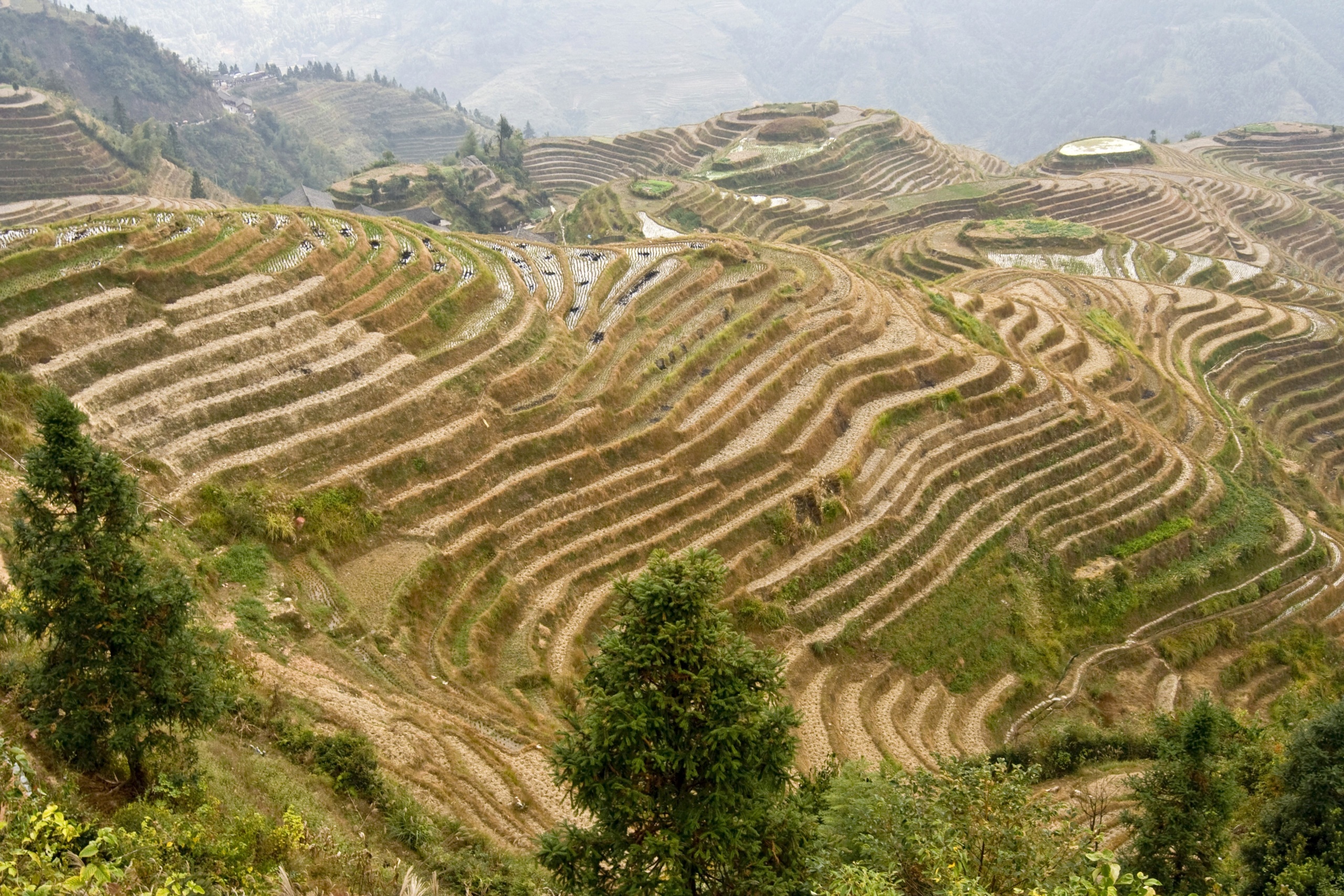 Chiny - Hepingxiang - Longji Rice Terraces